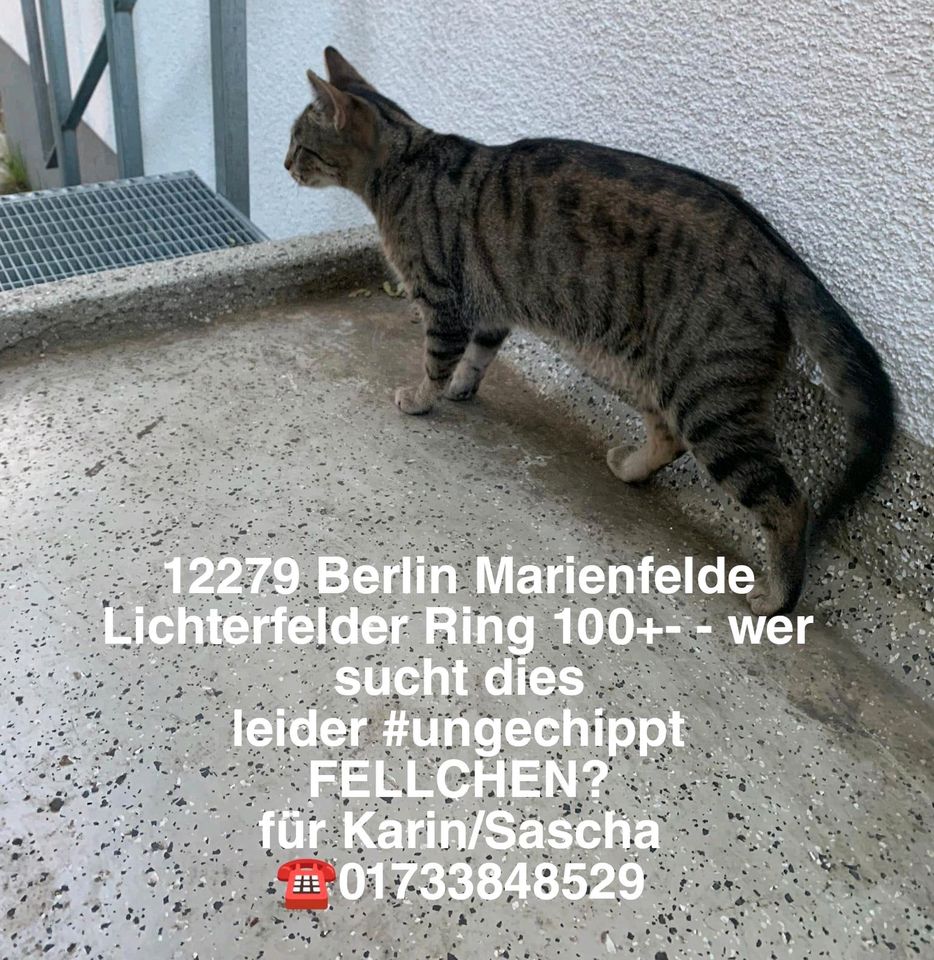 Katze Kater gefunden zugelaufen Marienfelde in Berlin
