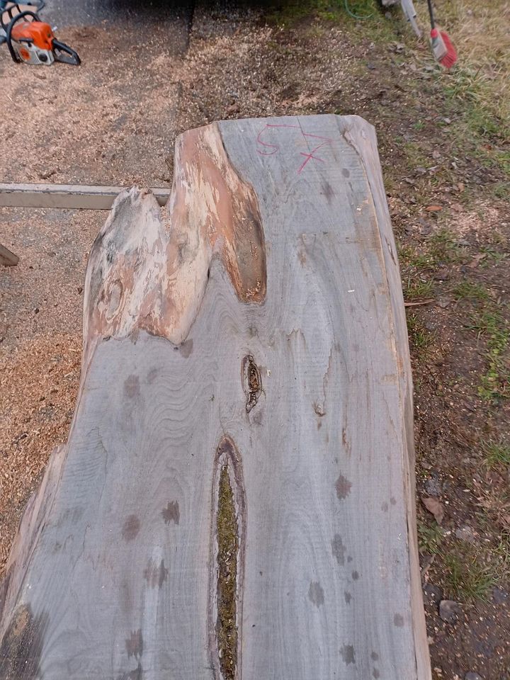 Bohle Ulme/Rüster Tischplatte Esstisch 295x90x7cm Brett Holz Unik in Rimsting