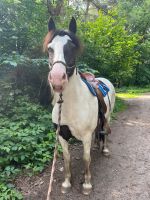 Pflege-/Reitbeteiligung Pferd bzw. Pony Nordrhein-Westfalen - Senden Vorschau