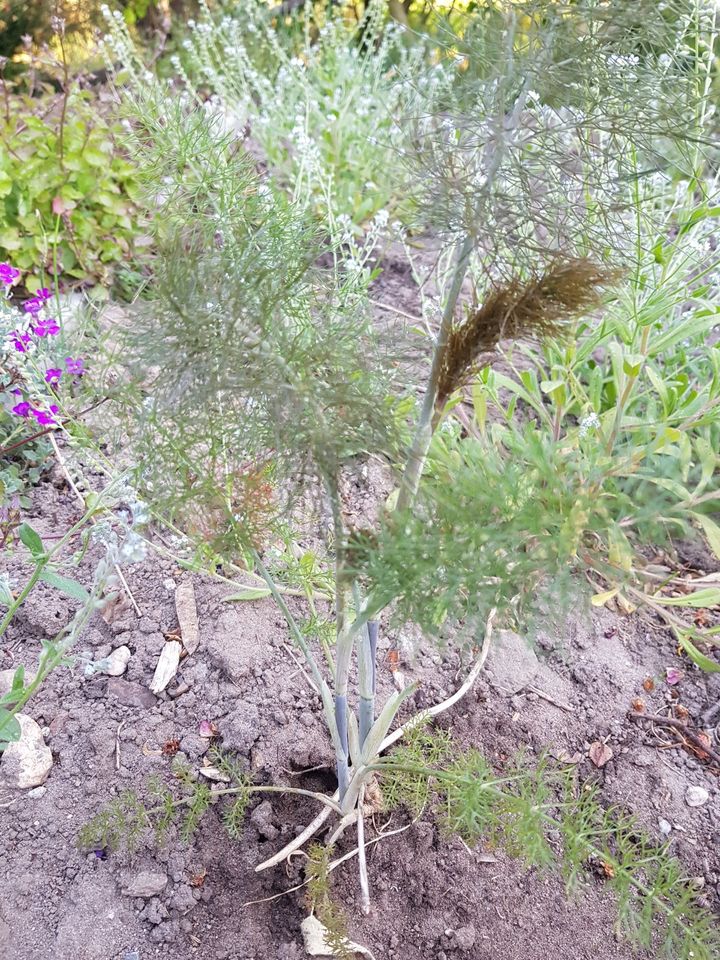 BRONZEBLÄTTRIGER FENCHEL - Tee- Würz- Heilkraut - Insektenmagnet in Amelinghausen