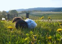 ❤ Kaninchen Elvi und Fussel aus dem Tierheim in Siegen ❤ Nordrhein-Westfalen - Siegen Vorschau