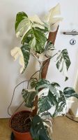 Monstera deliciosa variegata white, 95 cm, viel weiß, sehr groß Thüringen - Zeulenroda Vorschau