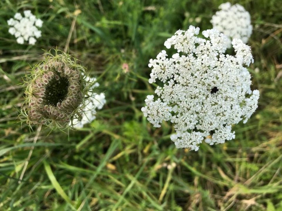 Saatgut/Samen - Wilde Möhre (Daucus carota) in Viersen