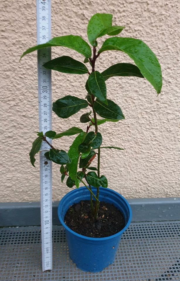 Gewürzlorbeer Laurus nobilis, echter Lorbeer in Erbendorf