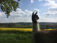 Lama-Wanderungen/ Trekking/ Lama-Spaziergang im Wiehengebirge Niedersachsen - Ostercappeln Vorschau