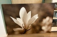 Bild (Magnolie) auf Leinwand Niedersachsen - Springe Vorschau