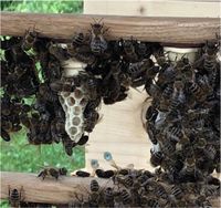 Bienen, Königin Brandenburg - Sonnewalde Vorschau