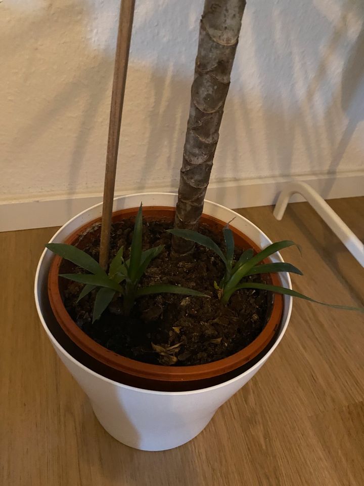 Dracaena + Ananas in Bielefeld