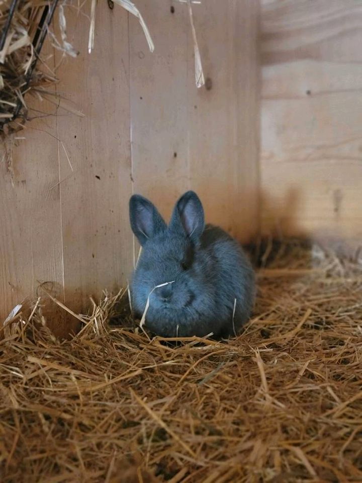 Kaninchen Familie / Außenhaltung gewohnt / Hase in Leitzkau
