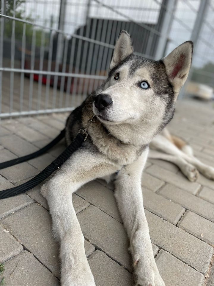 Zeus - aktiver Huskymix sucht aktives Herrchen in Ellerstadt