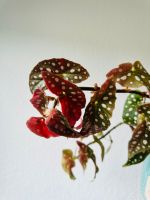 Begonia Maculata/Polka Dot Zimmerpflanze Köln - Ehrenfeld Vorschau