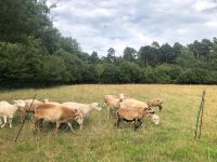 Schafe Nolana abzugeben Nordrhein-Westfalen - Lotte Vorschau