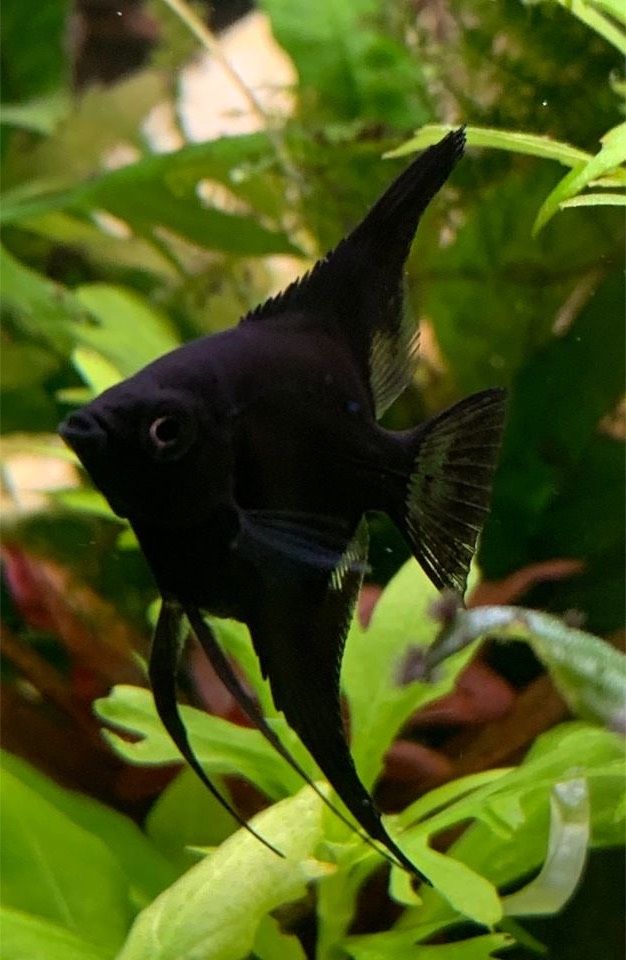 ❤️ Viele schwarze und Gold Skalar Jungtiere Aquarium Fische in Stuttgart