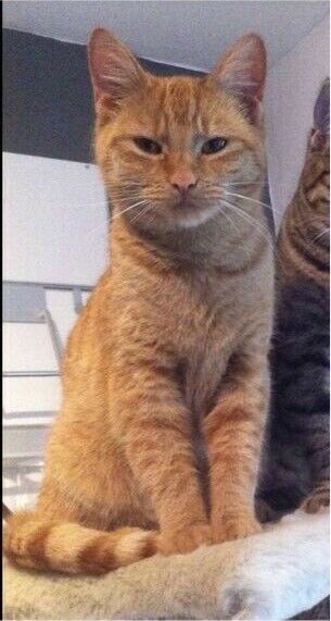 Rote Katze vermisst - 100€ FINDERLOHN!!! in Bösel
