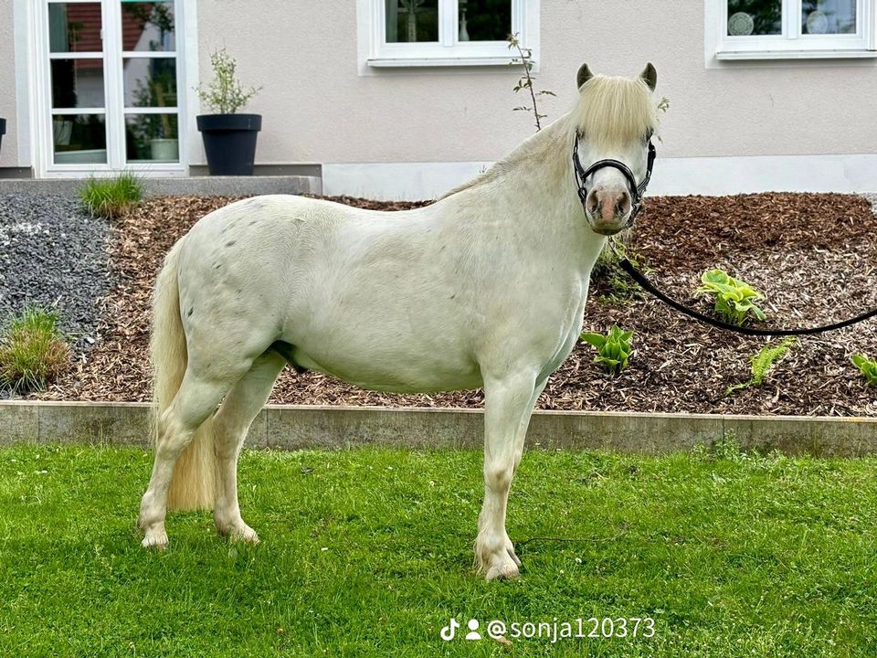 Wir bieten Reitbeteiligung für zwei Welsh-A Ponys in Wolnzach