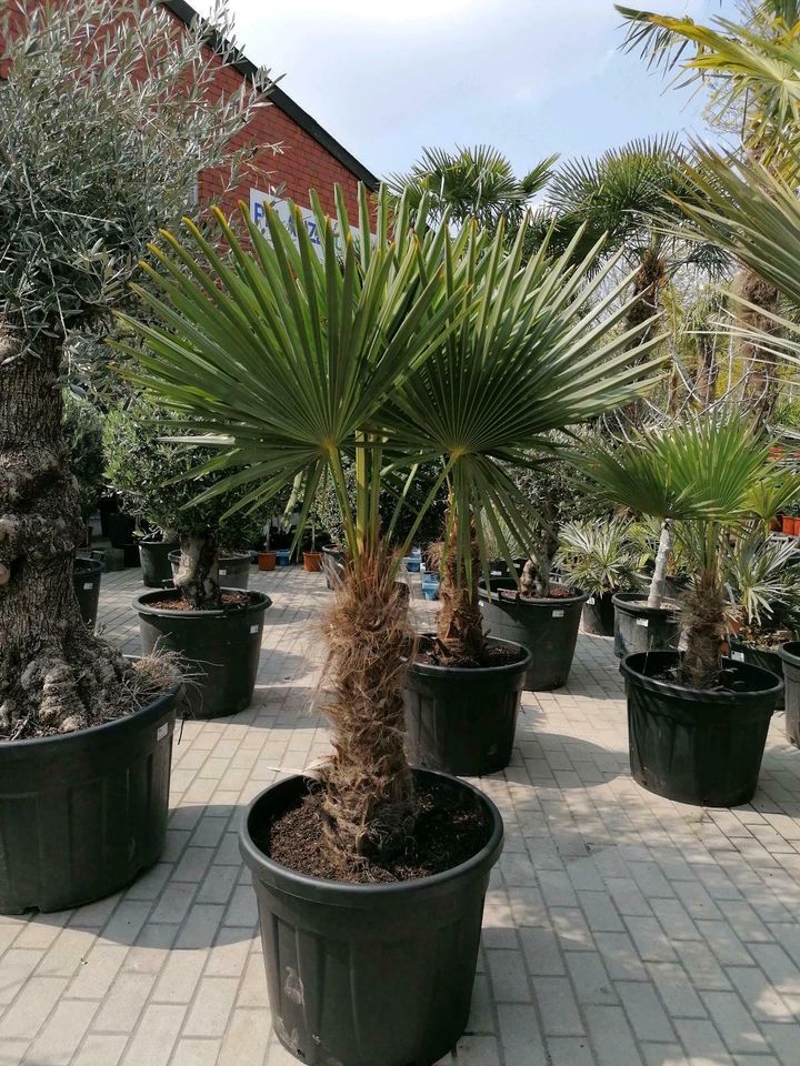 Trachycarpus Fortunei chinesische Hanfpalme Winterharte Palmen in Oberhausen