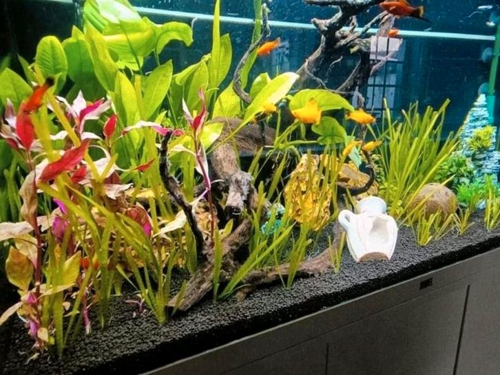Juwel Aquarium  Rio LED 180L mit viel Zubehör in Hameln