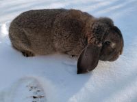 Zuchtkaninchen deutscher Widder wildfarben Thüringen - Lehesten (bei Jena) Vorschau