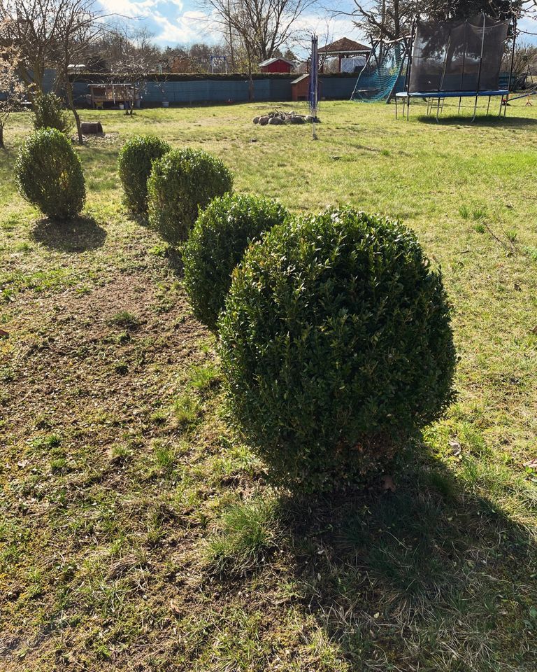 Gartengestaltung, Gartenpflege,Terrassen, Pflasterarbeiten, in Beeskow