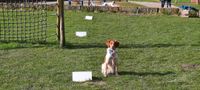 Professionelle Hundebetreuung (niedersächsische Schulferien) Niedersachsen - Osterholz-Scharmbeck Vorschau