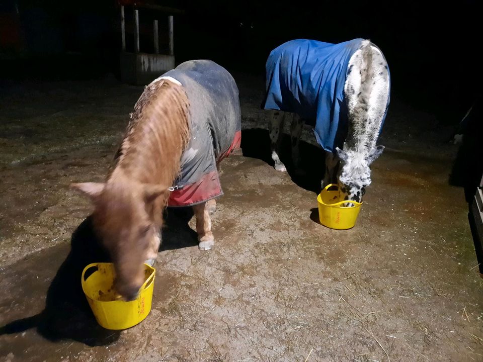 Pony Pflegebeteiligung in Heist
