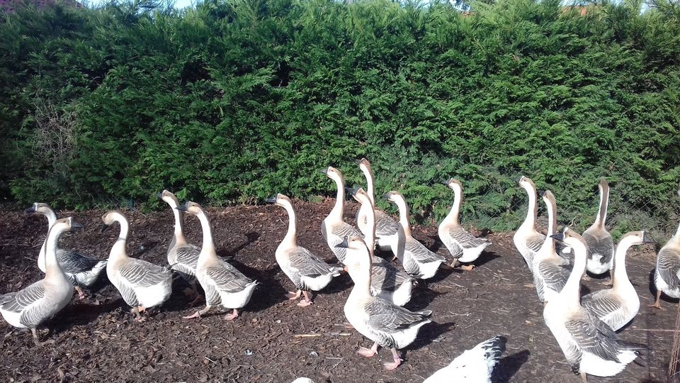 Höckergänse, Gänse, Gans, Ganter in Elbe-Parey