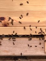 Bienen Ableger Zander Nordrhein-Westfalen - Kaarst Vorschau