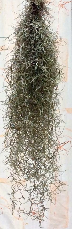 Tillandsia Usneoides in Bad Friedrichshall