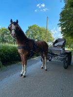 Welsh a Wallach Fahrpony Nordrhein-Westfalen - Rietberg Vorschau