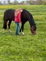 Reitbeteiligung für 10 jährige Schleswig-Holstein - Preetz Vorschau