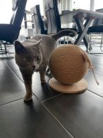 Kratzkugel Katze Spielzeug Beschäftigung Niedersachsen - Osnabrück Vorschau