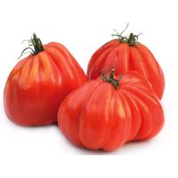 Mengen von Tomaten und Paprikapflanzen Viele besondere Sorten! Brandenburg - Werneuchen Vorschau