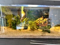 Aquarium mit Fische Baden-Württemberg - Wutöschingen Vorschau