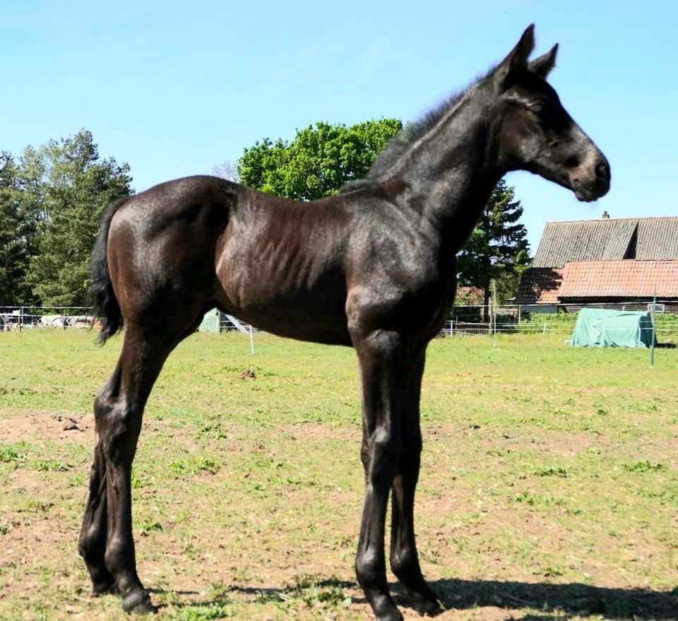 Stutfohlen Dressur Vivanero x Don Henrico in Grieben