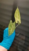 Alocasia Micholitziana 'Frydek Mint' variegata Bergedorf - Hamburg Lohbrügge Vorschau