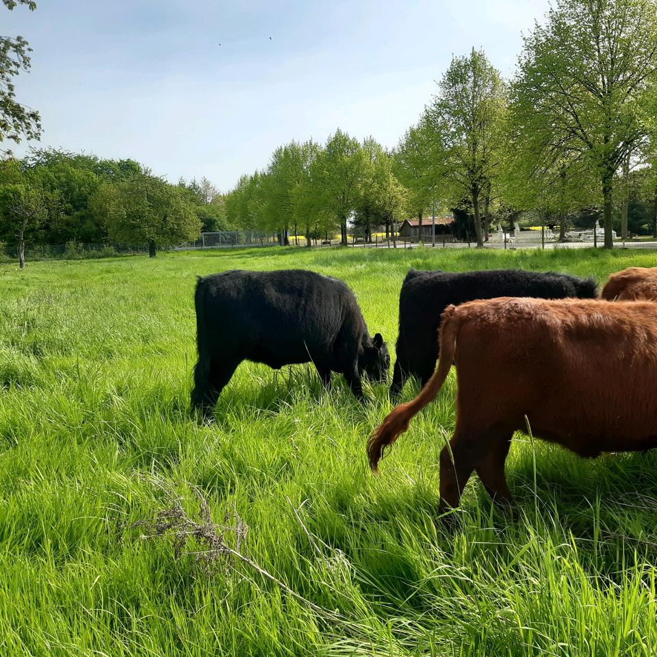 Weibliche Dexter-Rinder - genetisch Hornlos in Waldfeucht