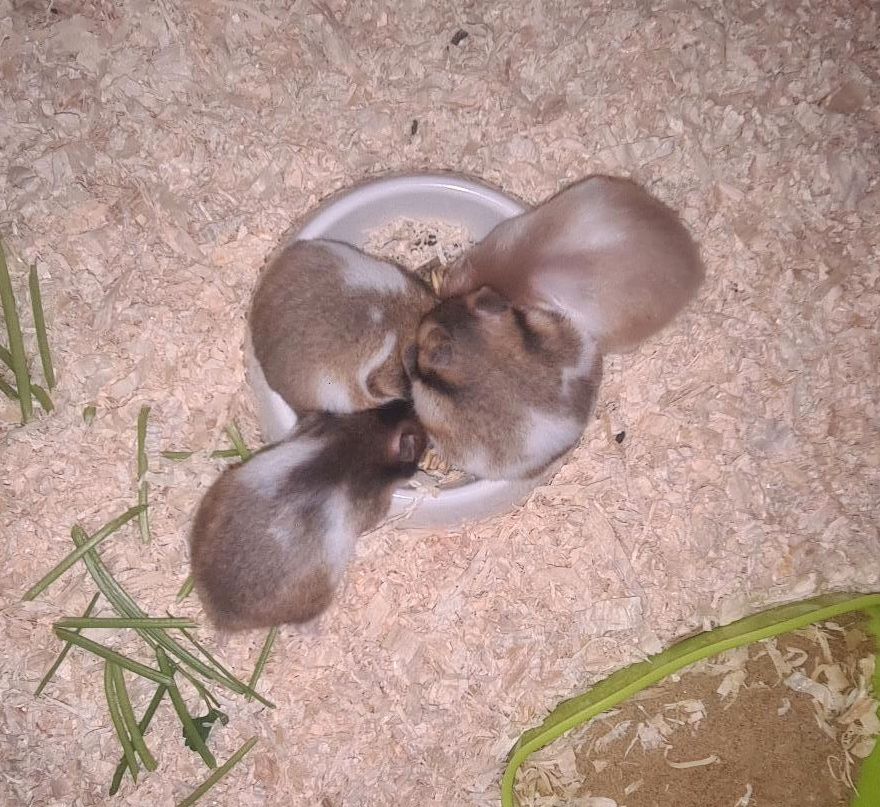 Goldhamster Babys dürfen ausziehen in Berlin