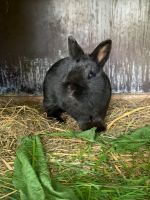 Kaninchen-Farbenzwerg, weiblich, sterilisiert Niedersachsen - Saterland Vorschau
