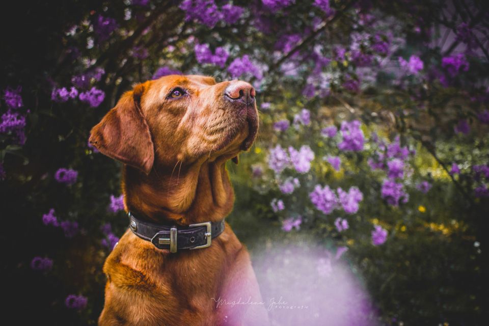 Tierfotograf in Obercunnersdorf