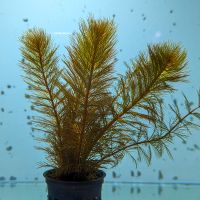 Myriophyllum sp. "Roraima" - Roraima-Tausendblatt Baden-Württemberg - Mannheim Vorschau