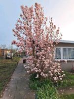 Garten im Keingartenverein Sachsen-Anhalt - Bad Duerrenberg Vorschau