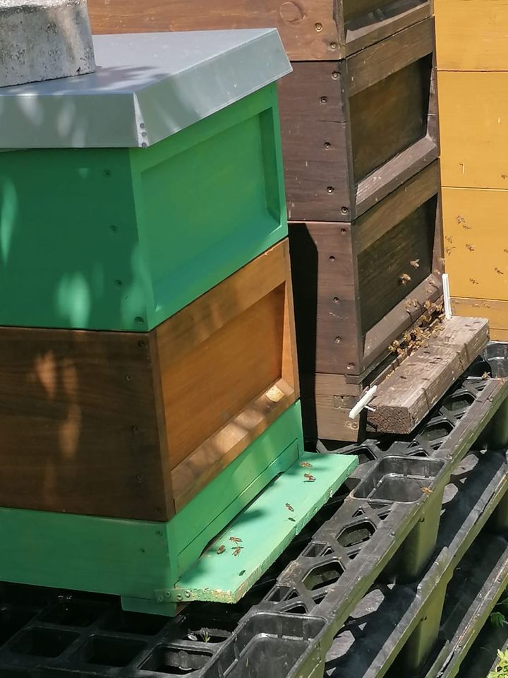 Honig 500g Hobbyimker in Schelklingen