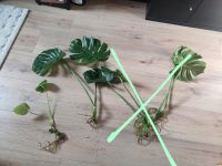 Monstera Ableger Buchholz-Kleefeld - Hannover Groß Buchholz Vorschau