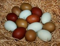 (Brut) Eier von versch. Hühnern, Enten, Gänsen und Puten Bayern - Schwarzach Vorschau
