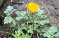 Kriechender Hahnenfuß, Butterblume Nordrhein-Westfalen - Wegberg Vorschau