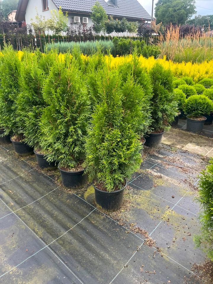 LEBENSBAUM THUJA SMARAGD BRABANT TOP HECKPFLANZEN in Zwickau