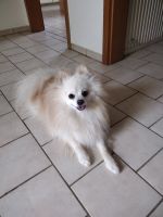 Zwerkspitz-Pomeranian . 22 Monate sucht neues Zuhause Niedersachsen - Bad Gandersheim Vorschau