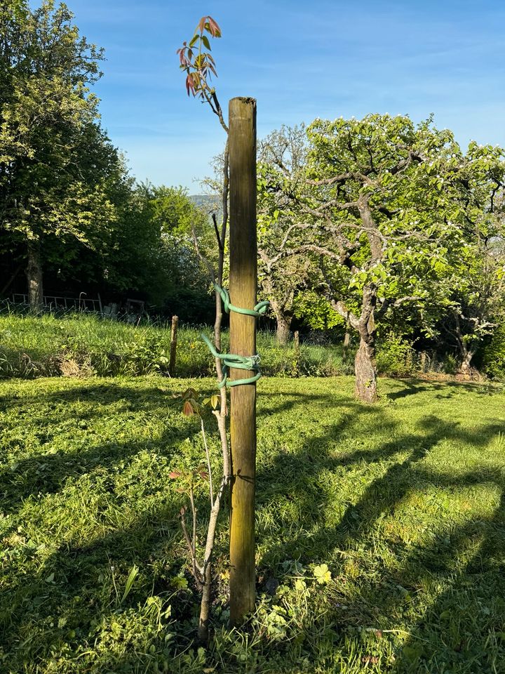 Gepflegte Obstwiese über Untertürkheim (Heidenwengert) in Stuttgart