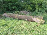 Brennholz Pappel Stamm Niedersachsen - Apelern Vorschau