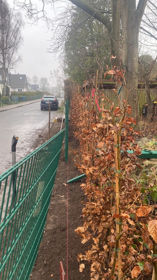 Gartenlandschaftsbau Hausmeister Gärtner Zaunbau pflastern Hecke in Ammersbek